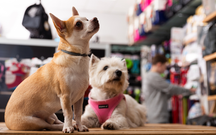 8 Pet Industry Trends to Watch in 2023 and Beyond